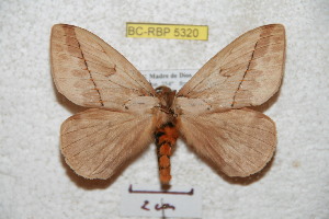  (Pseudodirphia obliqua - BC-RBP 5320)  @15 [ ] Copyright (2010) Ron Brechlin Research Collection of Ron Brechlin