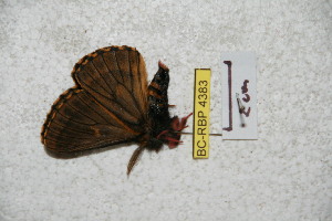  (Meroleuca zunacensis - BC-RBP 4383)  @12 [ ] Copyright (2010) Ron Brechlin Unspecified