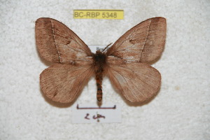  (Pseudodirphia benicola - BC-RBP 5348)  @11 [ ] Copyright (2010) Ron Brechlin Research Collection of Ron Brechlin