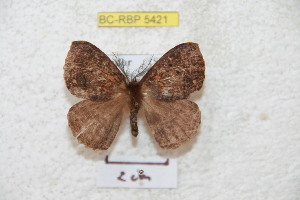  ( - BC-RBP 5421)  @12 [ ] Copyright (2010) Ron Brechlin Research Collection of Ron Brechlin