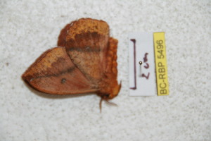  (Hypermerina rubrojunensis - BC-RBP 5496)  @12 [ ] Copyright (2010) Ron Brechlin Research Collection of Ron Brechlin