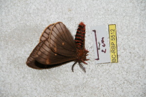  (Paradirphia cholulensis - BC-RBP 5512)  @12 [ ] Copyright (2010) Ron Brechlin Research Collection of Ron Brechlin