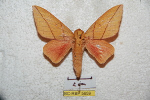  ( - BC-RBP 5659)  @13 [ ] Copyright (2010) Ron Brechlin Research Collection of Ron Brechlin