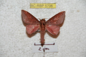  (Adeloneivaia peten - BC-RBP 5706)  @12 [ ] Copyright (2010) Ron Brechlin Research Collection of Ron Brechlin