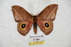  ( - BC-RBP 5760)  @14 [ ] Copyright (2010) Ron Brechlin Research Collection of Ron Brechlin