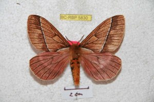  (Pseudodirphia ducalis - BC-RBP 5830)  @13 [ ] Copyright (2010) Ron Brechlin Research Collection of Ron Brechlin