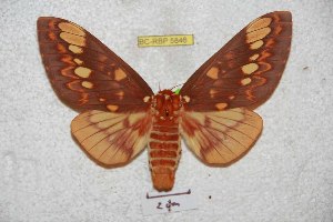  (Citheronia equatorialis - BC-RBP 5846)  @11 [ ] Copyright (2010) Ron Brechlin Research Collection of Ron Brechlin