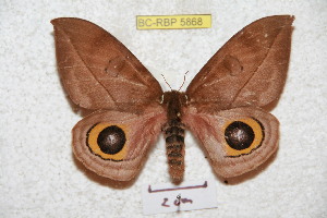  ( - BC-RBP 5868)  @14 [ ] Copyright (2010) Ron Brechlin Research Collection of Ron Brechlin