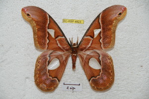  (Rothschildia aricia - BC-RBP 4823)  @15 [ ] Copyright (2010) Ron Brechlin Research Collection of Ron Brechlin