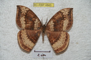  ( - BC-RBP 4843)  @13 [ ] Copyright (2010) Ron Brechlin Research Collection of Ron Brechlin