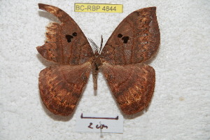  ( - BC-RBP 4844)  @13 [ ] Copyright (2010) Ron Brechlin Research Collection of Ron Brechlin