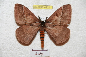  (Pseudodirphia cochabambola - BC-RBP 4924)  @14 [ ] Copyright (2010) Ron Brechlin Research Collection of Ron Brechlin