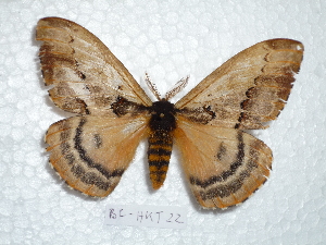  (Molippa azuelensis - BC-HKT 0022)  @14 [ ] Copyright (2011) Ron Brechlin Research Collection of Ron Brechlin