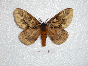  (Pseudodirphia biremis - BC-HKT 0024)  @13 [ ] Copyright (2011) Ron Brechlin Research Collection of Ron Brechlin