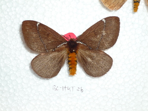  (Pseudodirphia parfuscata - BC-HKT 0026)  @15 [ ] Copyright (2011) Ron Brechlin Research Collection of Ron Brechlin
