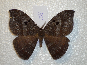  ( - BC-HKT 0158)  @13 [ ] Copyright (2012) Ron Brechlin Research Collection of Ron Brechlin
