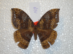  ( - BC-HKT 0159)  @14 [ ] Copyright (2012) Ron Brechlin Research Collection of Ron Brechlin