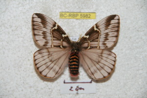  (Paradirphia hectori - BC-RBP 5982)  @15 [ ] Copyright (2010) Ron Brechlin Research Collection of Ron Brechlin