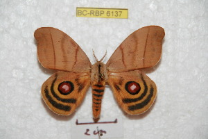  (Hyperchiria sancatrisa - BC-RBP 6137)  @15 [ ] Copyright (2010) Ron Brechlin Research Collection of Ron Brechlin