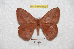  (Lonomia rufobahiana - BC-RBP 6142)  @13 [ ] Copyright (2010) Ron Brechlin Research Collection of Ron Brechlin