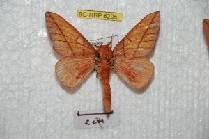  ( - BC-RBP 6205)  @13 [ ] Copyright (2010) Ron Brechlin Research Collection of Ron Brechlin