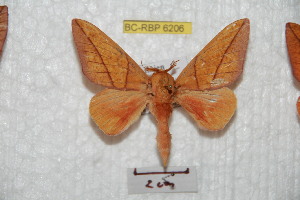  ( - BC-RBP 6206)  @13 [ ] Copyright (2010) Ron Brechlin Research Collection of Ron Brechlin