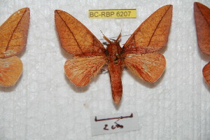  ( - BC-RBP 6207)  @13 [ ] Copyright (2010) Ron Brechlin Research Collection of Ron Brechlin
