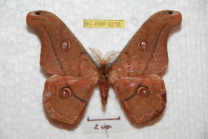  ( - BC-RBP 6216)  @13 [ ] Copyright (2010) Ron Brechlin Research Collection of Ron Brechlin