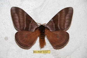  (Dirphia somoccidentalis - BC-RBP 6437)  @15 [ ] Copyright (2012) Ron Brechlin Research Collection of Ron Brechlin