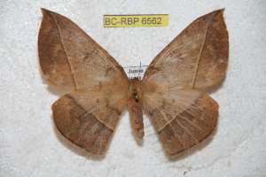  (Periga mariposana - BC-RBP 6562)  @15 [ ] Copyright (2012) Ron Brechlin Research Collection of Ron Brechlin