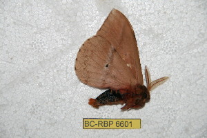  (Dirphiopsis peggy - BC-RBP 6601)  @13 [ ] Copyright (2012) Ron Brechlin Research Collection of Ron Brechlin