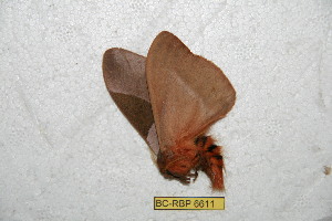  (Dirphia avicearaiana - BC-RBP 6611)  @13 [ ] Copyright (2012) Ron Brechlin Research Collection of Ron Brechlin