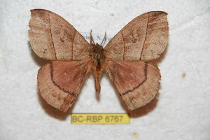  (Prohylesia yungana - BC-RBP 6767)  @12 [ ] Copyright (2012) Ron Brechlin Research Collection of Ron Brechlin