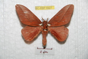  (Schausiella satipensis - BC-RBP 6927)  @14 [ ] Copyright (2012) Ron Brechlin Research Collection of Ron Brechlin