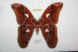  (Rothschildia anikae - BC-RBP 6931)  @15 [ ] Copyright (2012) Ron Brechlin Research Collection of Ron Brechlin