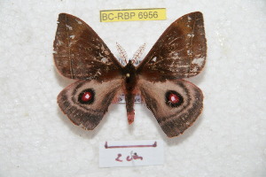  (Gamelia guamaniana - BC-RBP 6956)  @14 [ ] Copyright (2012) Ron Brechlin Research Collection of Ron Brechlin