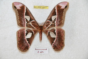  (Rothschildia lebeau lebeau - BC-RBP 6977)  @14 [ ] Copyright (2012) Ron Brechlin Research Collection of Ron Brechlin