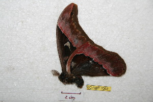  ( - BC-RBP 7002)  @12 [ ] Copyright (2012) Ron Brechlin Research Collection of Ron Brechlin