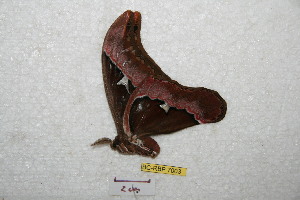  ( - BC-RBP 7003)  @12 [ ] Copyright (2012) Ron Brechlin Research Collection of Ron Brechlin
