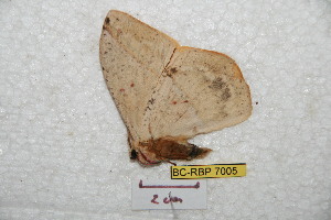  ( - BC-RBP 7005)  @12 [ ] Copyright (2012) Ron Brechlin Research Collection of Ron Brechlin