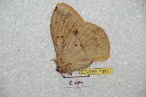  ( - BC-RBP 7011)  @12 [ ] Copyright (2012) Ron Brechlin Research Collection of Ron Brechlin