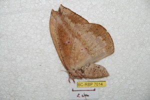  ( - BC-RBP 7014)  @12 [ ] Copyright (2012) Ron Brechlin Research Collection of Ron Brechlin