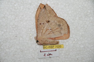  ( - BC-RBP 7020)  @12 [ ] Copyright (2012) Ron Brechlin Research Collection of Ron Brechlin