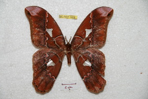  (Rothschildia coxeyi - BC-RBP 7029)  @14 [ ] Copyright (2012) Ron Brechlin Research Collection of Ron Brechlin