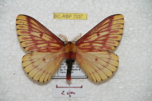  (Xanthodirphia amarilla - BC-RBP 7037)  @15 [ ] Copyright (2012) Ron Brechlin Research Collection of Ron Brechlin