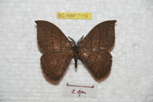  ( - BC-RBP 7119)  @14 [ ] Copyright (2012) Ron Brechlin Research Collection of Ron Brechlin