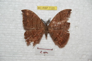  ( - BC-RBP 7120)  @11 [ ] Copyright (2012) Ron Brechlin Research Collection of Ron Brechlin