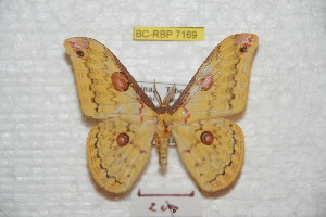  (Loepa xizangensis - BC-RBP 7169)  @15 [ ] Copyright (2012) Ron Brechlin Research Collection of Ron Brechlin