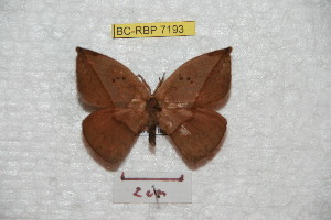  (Homoeopteryx bahiana - BC-RBP 7193)  @14 [ ] Copyright (2012) Ron Brechlin Research Collection of Ron Brechlin