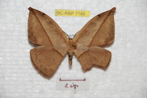  (Homoeopteryx moronensis - BC-RBP 7195)  @13 [ ] Copyright (2012) Ron Brechlin Research Collection of Ron Brechlin